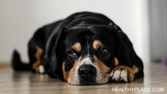 Jūsų šuo žino depresiją ir gali padėti jums išgyventi net sunkiausius laikus. Mano šuo man kiekvieną kartą padeda per depresinius epizodus. 