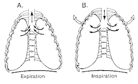 Krūtinės ląstos kvėpavimo paveikslas